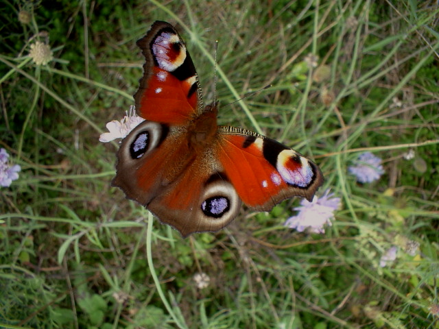 Aglais io